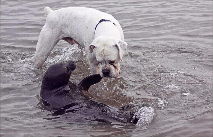 Битва за мячик. Собака и тюлень (6 Фото)