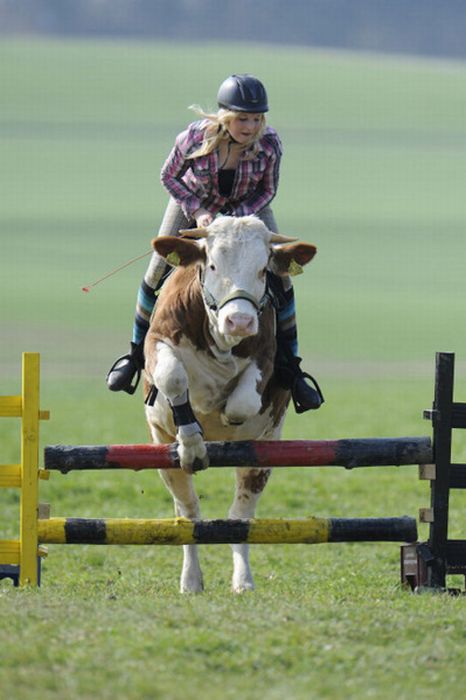 Девушка приучила корову к верховой езде (10 фото)