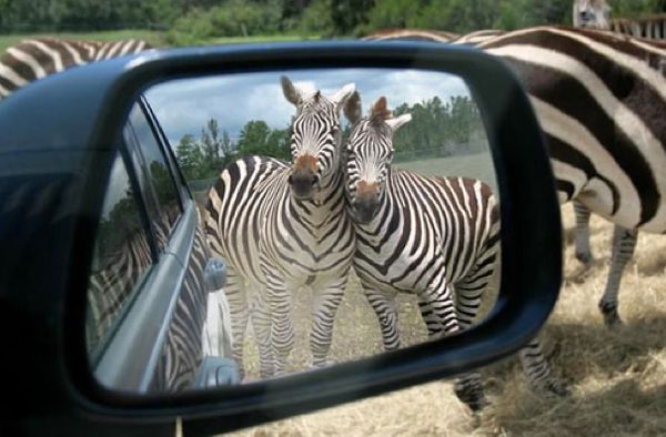 Классные виды в зеркале заднего обзора (46 Фото)