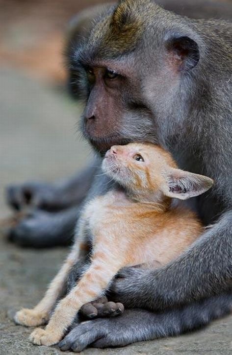 Настоящие друзья – кот и обезьяна (6 Фото)