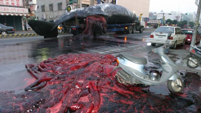 Взрыв кита (9 
фото)