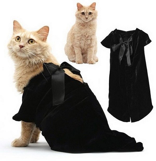 Модная одежда для котов (12 Фото)