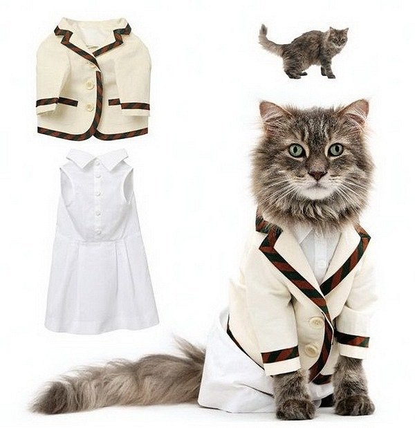 Модная одежда для котов (12 Фото)