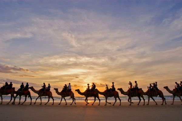 Верблюды – корабли пустыни (20 Фото)