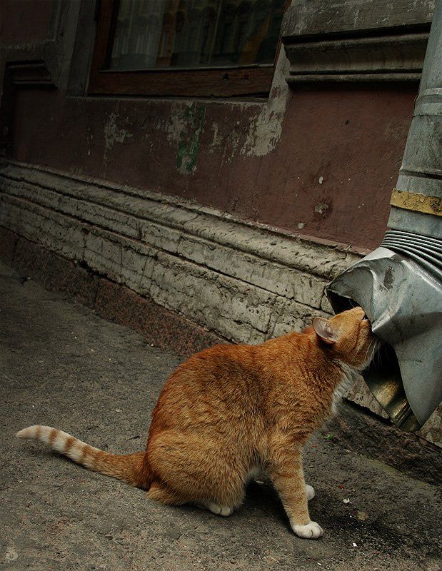 Любителям котов посвящается (27 Фото)