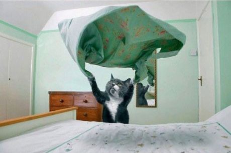 Смешные коты-домохозяйки (12 Фото)