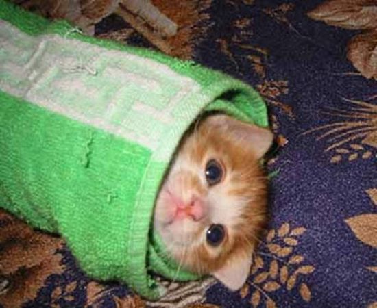 Милые котики, замотанные в полотенце (20 Фото)