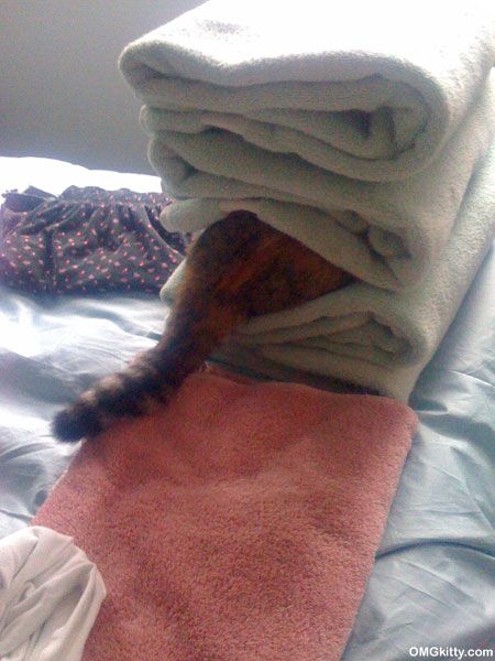 Милые котики, замотанные в полотенце (20 Фото)