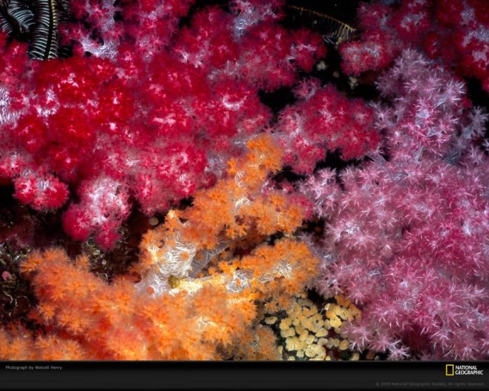 Кораллы нереальной красоты (10 Фото)
