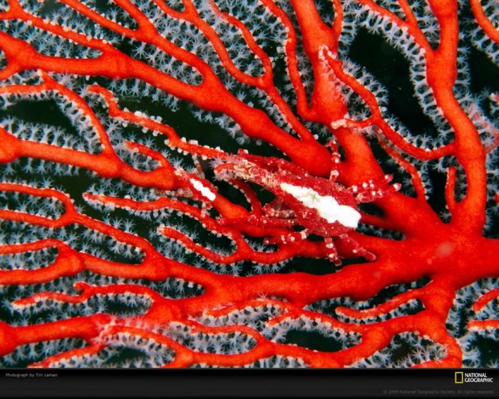 Кораллы нереальной красоты (10 Фото)