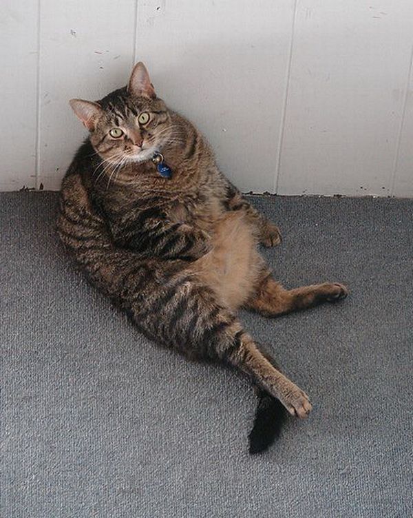 Очень толстые коты (48 Фото)