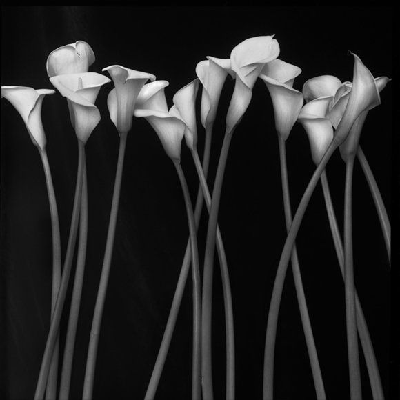 Великолепные черно-белые снимки (21 Фото)