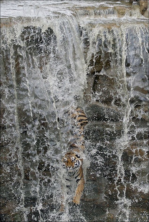 Амурский тигр спасается летней жары (4 Фото)