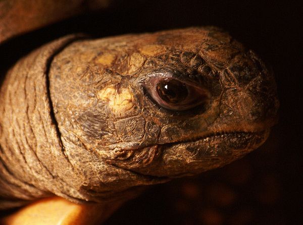 Злые черепахи (10 Фото)