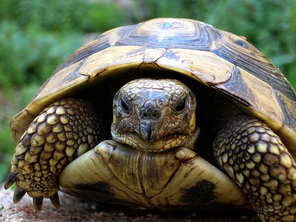 Злые черепахи (10 Фото)