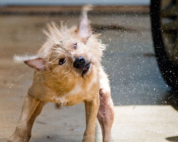 Собаки спасаются от летней жары (30 Фото)