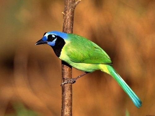 Красивые разноцветные птицы (15 Фото)