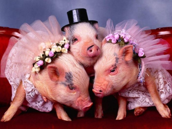 Классные свадьбы животных (15 Фото)