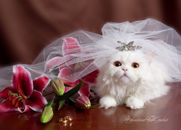 Классные свадьбы животных (15 Фото)