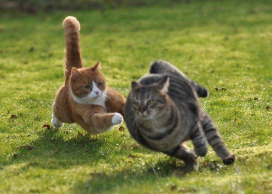 Жесткая битва двух котов (27 Фото)