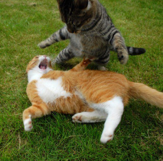 Жесткая битва двух котов (27 Фото)