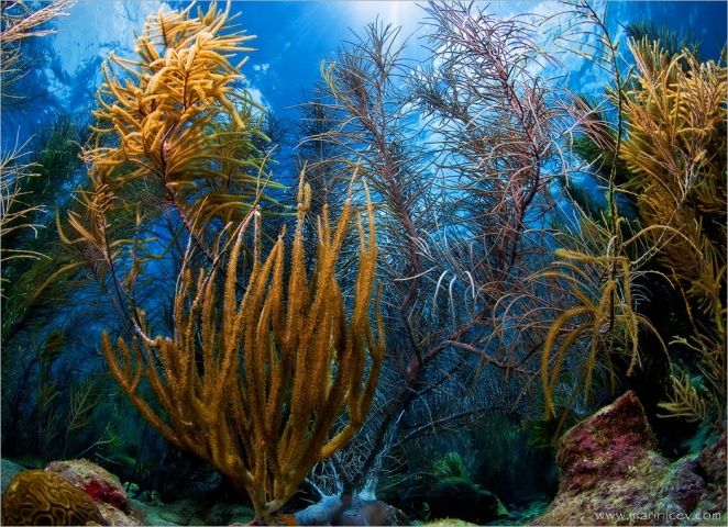 Удивительный подводный мир (18 Фото)