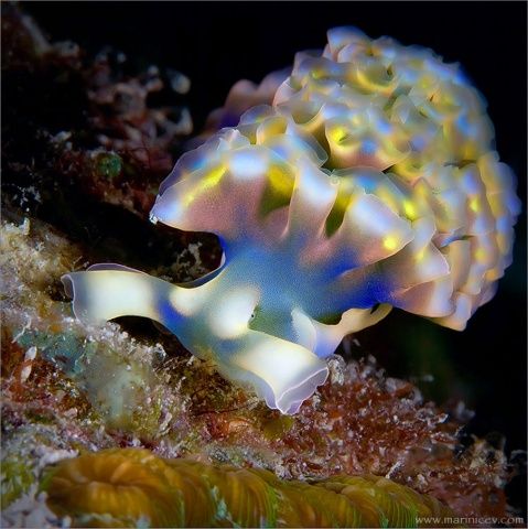 Удивительный подводный мир (18 Фото)