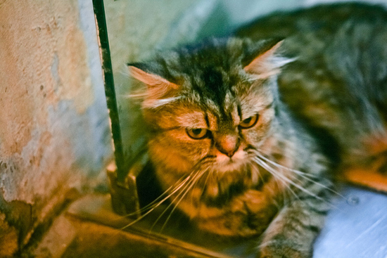 Коты с пренебрежительным взглядом (13 Фото)