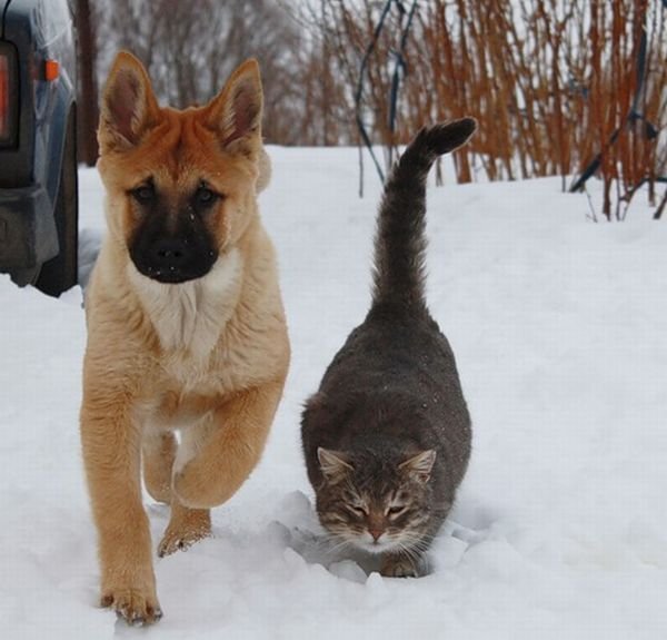 Кот и собака – лучшие друзья (7 Фото)