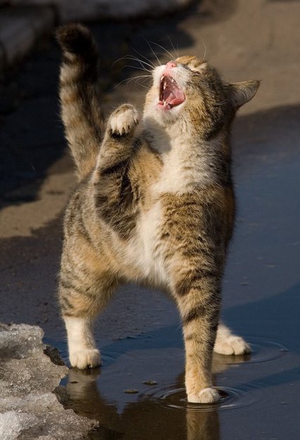 Шикарный балдеющий кот (7 Фото)