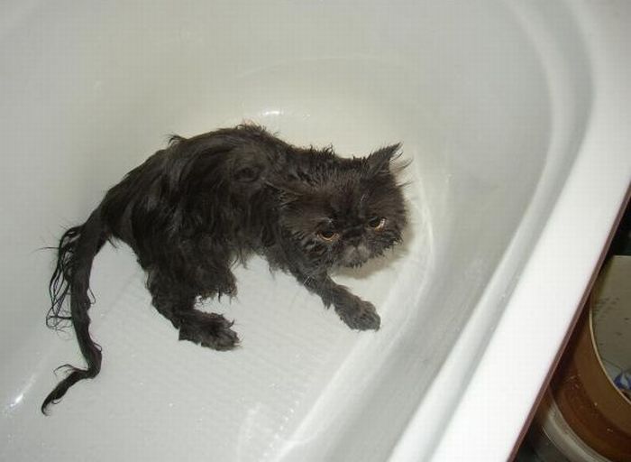 Котики, которые очень не любят купаться (8 Фото)