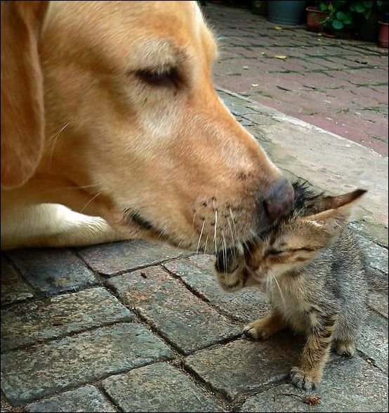 Любовь животных. Милые снимки (20 Фото)