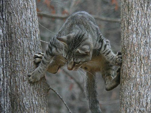 Коты очень любят лазить по деревьям (20 Фото)