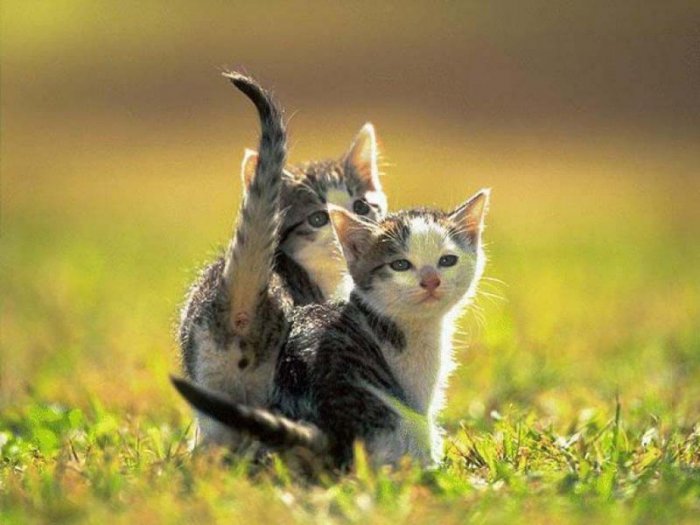 Забавные и милые маленькие котята (31 Фото)