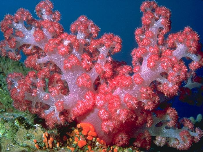 Удивительный подводный мир морей и океанов (27 Фото)