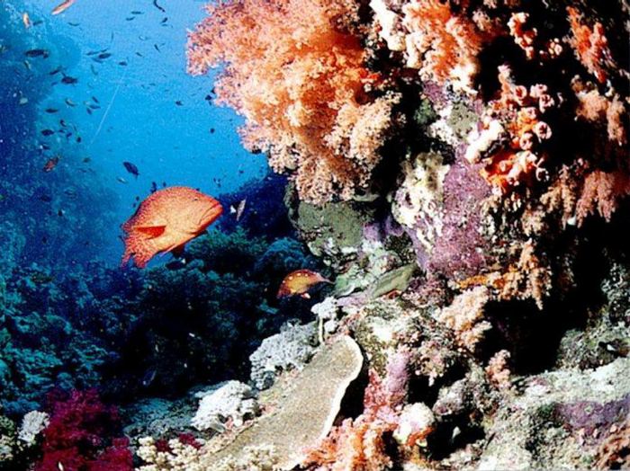 Удивительный подводный мир морей и океанов (27 Фото)