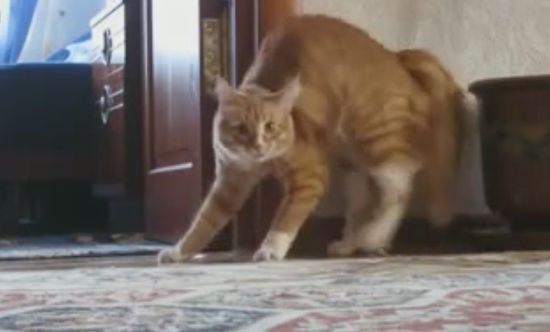 Человек-невидимка утащил кота (видео + гифка)