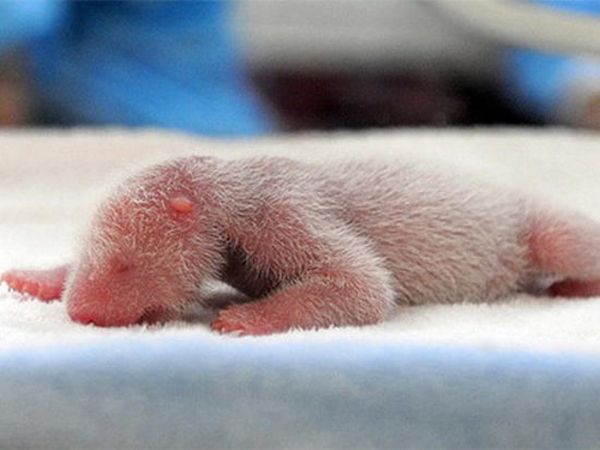Очень позитивные фотографии детенышей панды (14 Фото)