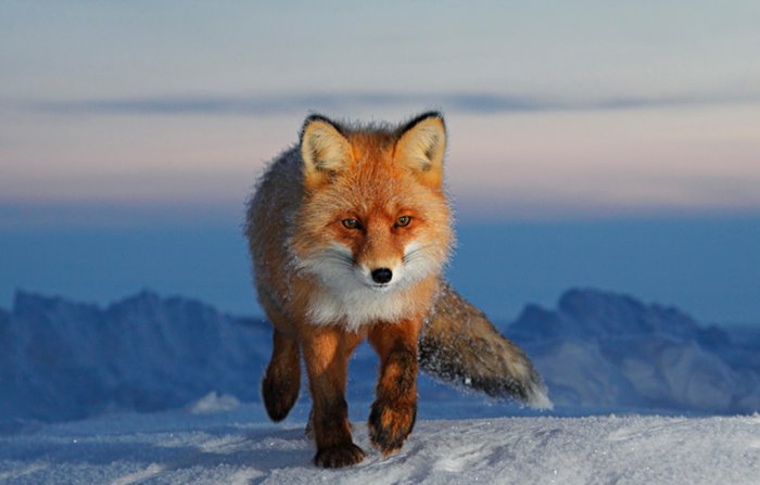 Самые лучшие снимки удивительного мира животных (100 Фото)