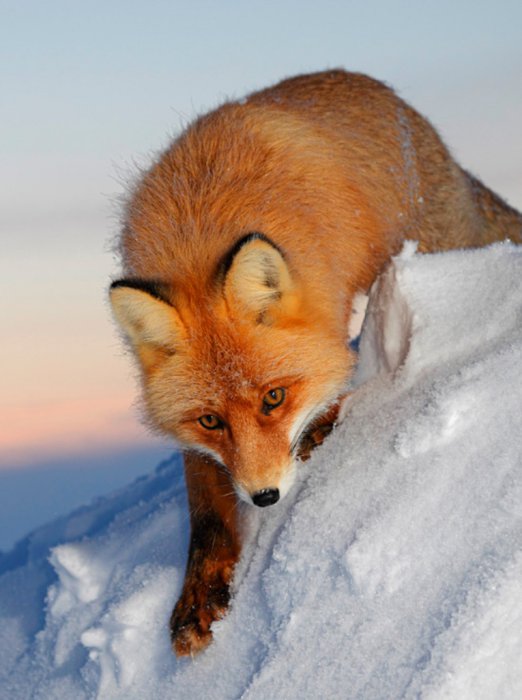 Самые лучшие снимки удивительного мира животных (100 Фото)