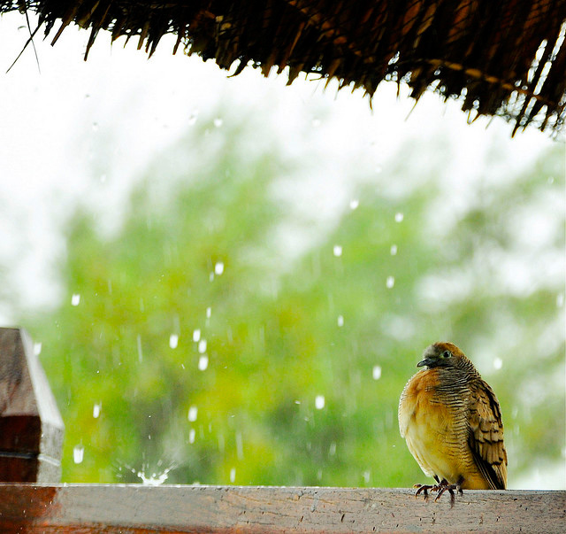 Приятный летний дождик (18 Фото)