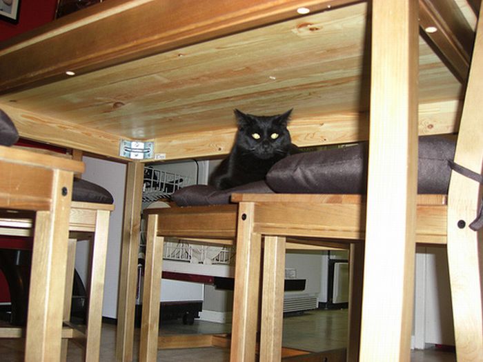 Коты следят за вами! Будьте бдительны :) (29 Фото)