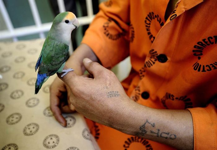 Заключенные и попугаи (16 фото)