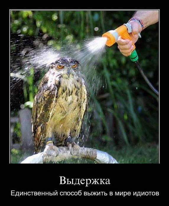 http://trinixy.ru/pics4/20111026/demotivatory_19.jpg