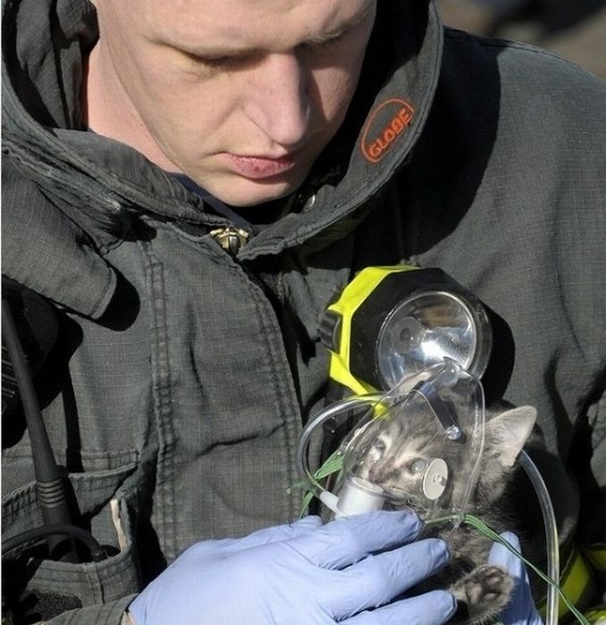 http://trinixy.ru/pics4/20111028/heartwarming_photos_of_animals_being_rescued_11.jpg