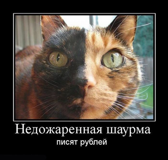 http://trinixy.ru/pics4/20111122/demotivatory_03.jpg