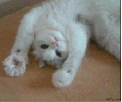 http://trinixy.ru/pics4/20111209/the_definitive_collection_of_cat_11.gif