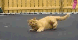 the_definitive_collection_of_cat_15.gif