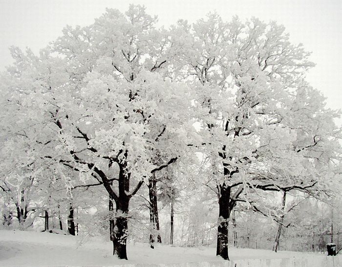 Зима (35 фото)