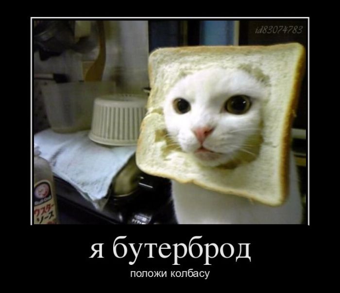 http://trinixy.ru/pics4/20111229/demotivatory_27.jpg